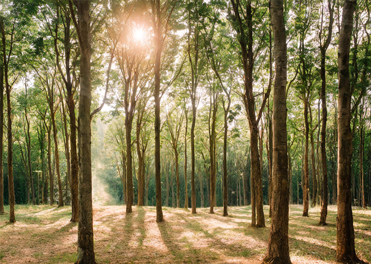 Erholung in der Natur